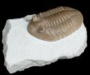 Superb Inch Asaphus Lepidurus Trilobite #6445-1